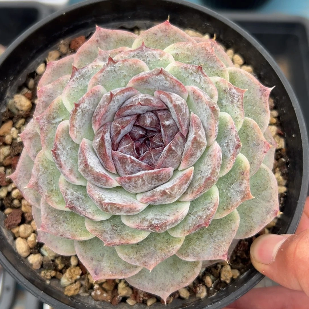 多肉植物一物一拍（17号）