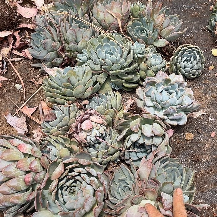 ᴛ****全明星一堆处理50多肉植物