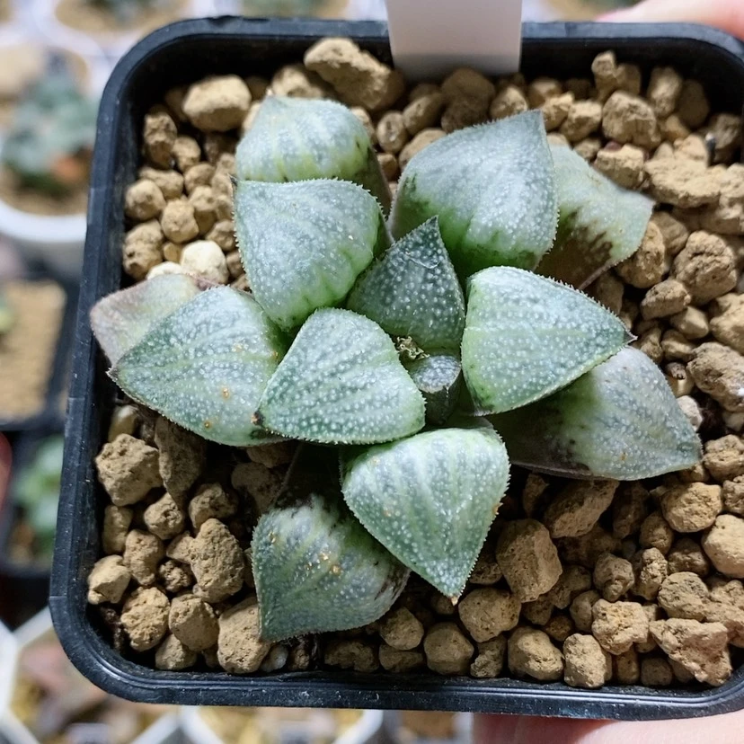 【闪购商品】188丸叶实生寿