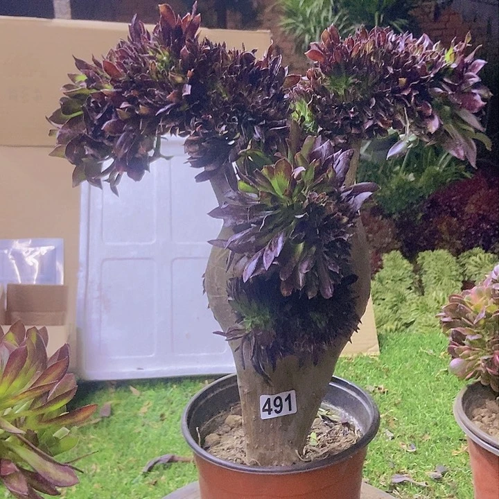 491黑缀化老板子法师缀