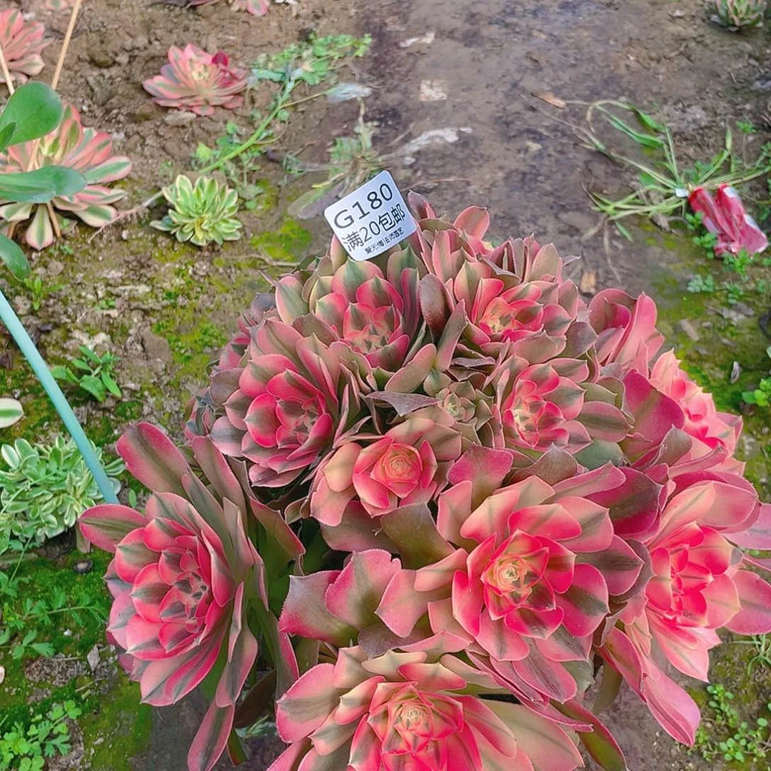 180香妃红牡丹多肉法师