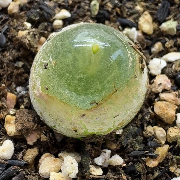 老马生石花2灯泡2710