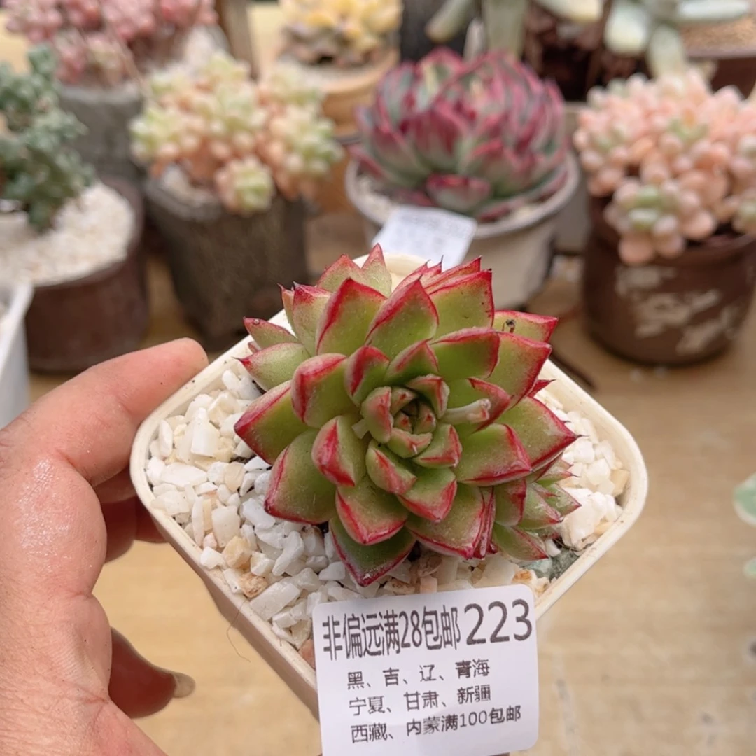 【闪购商品】223红女王