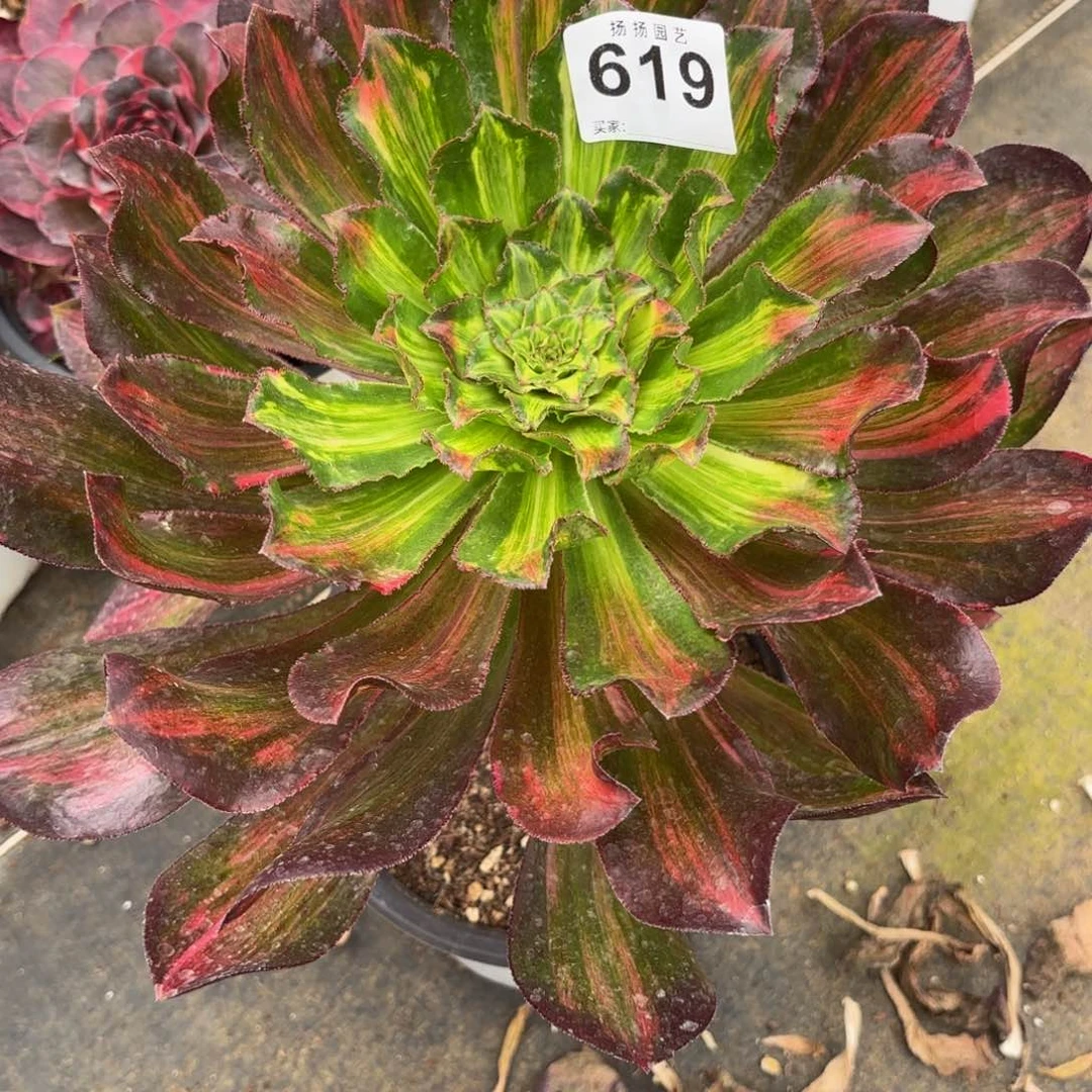 清***韵无花朵619多肉法师发货