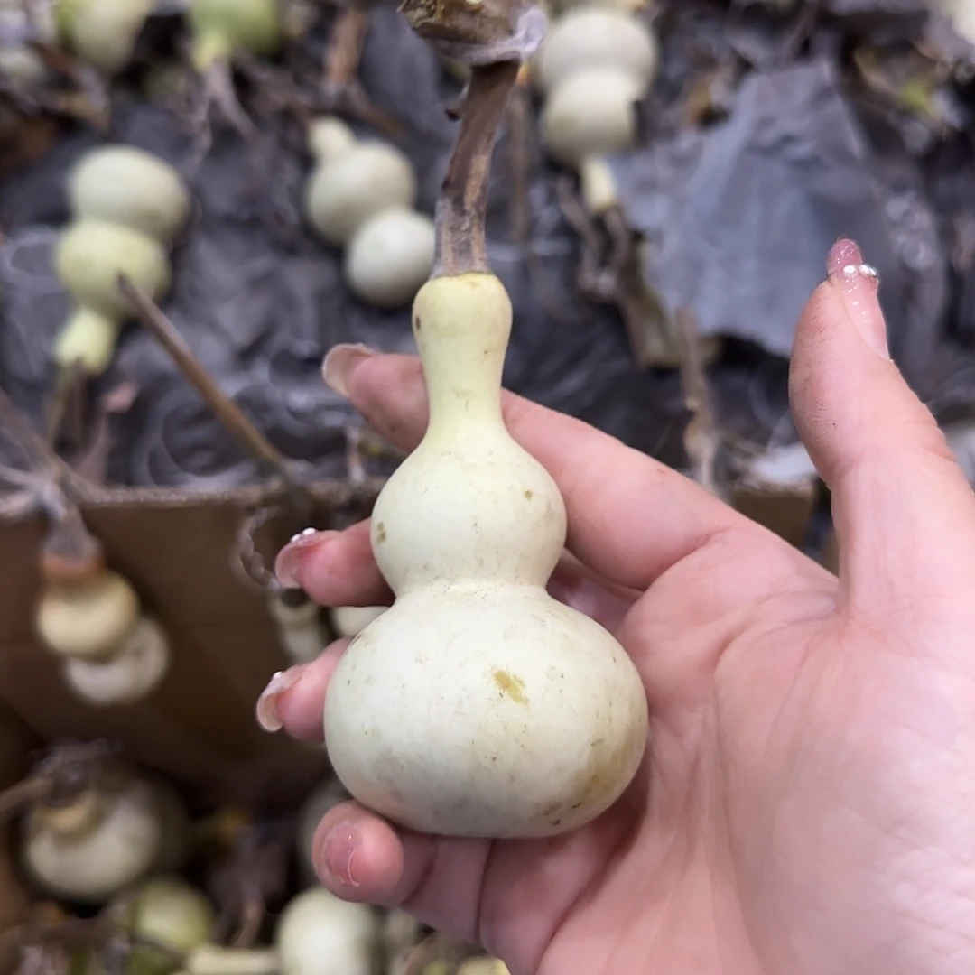 葫芦刚刚好v吃v好古古惑惑