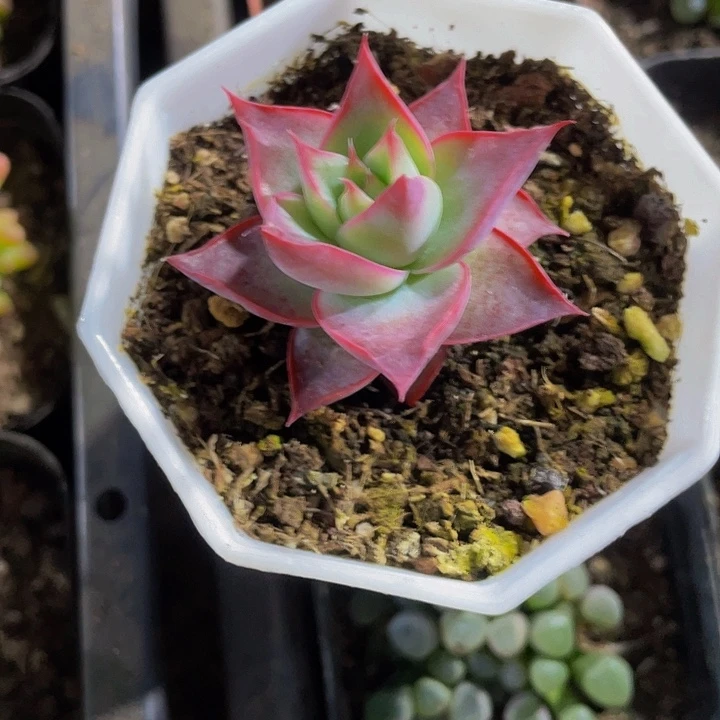 八角盆惊鸿3.8带盆