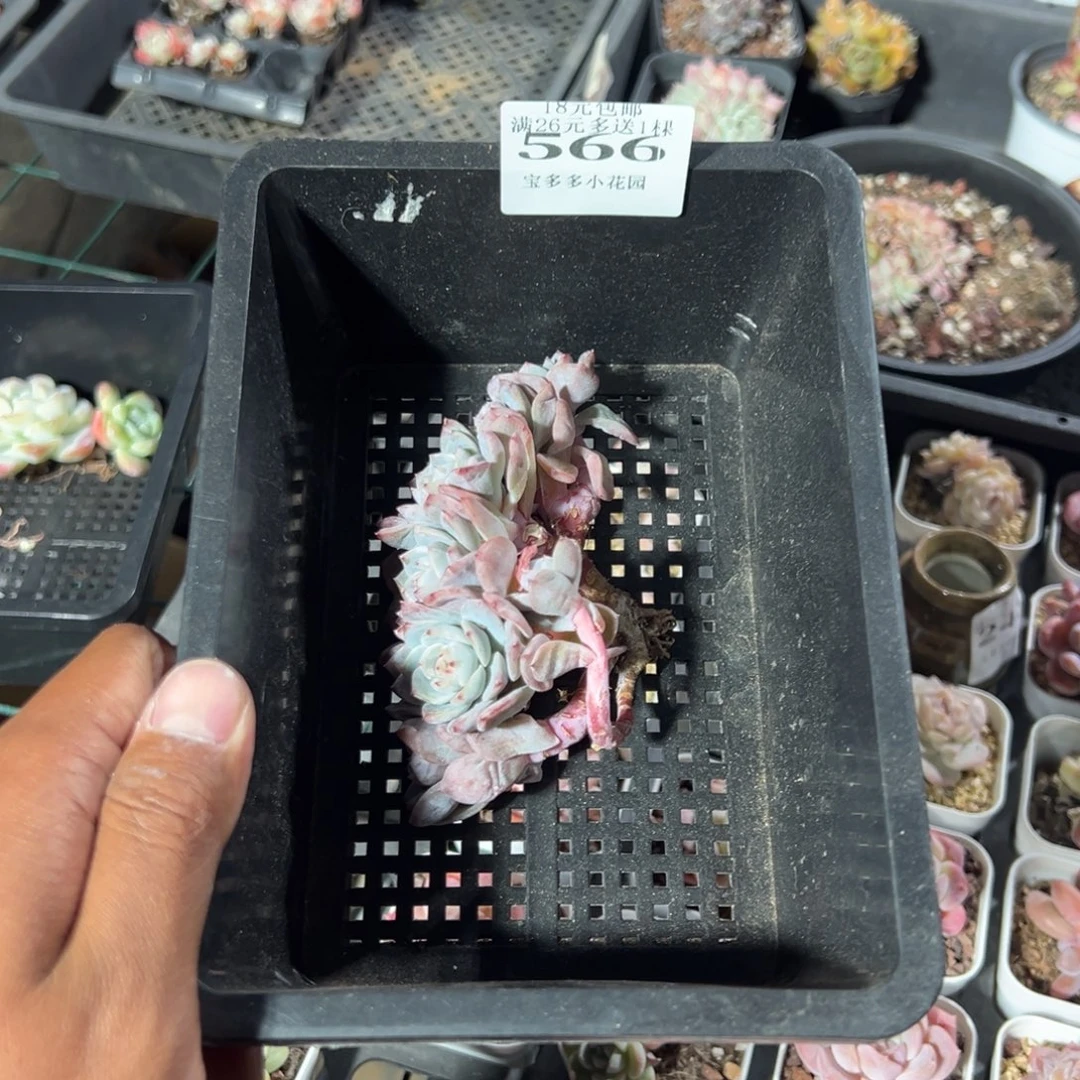 考***江566号繁星珍妮七头小树一物一拍