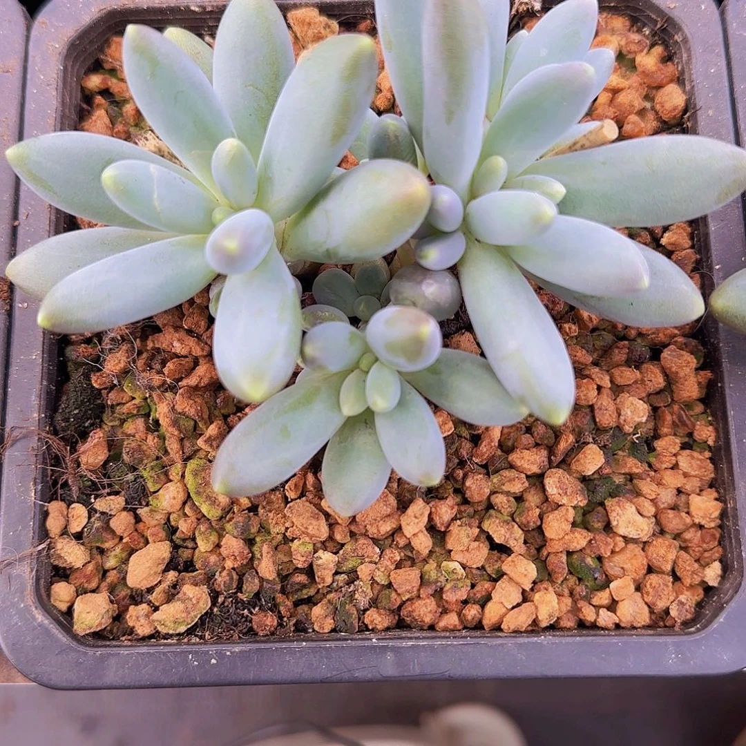 胖体烟花一物一拍