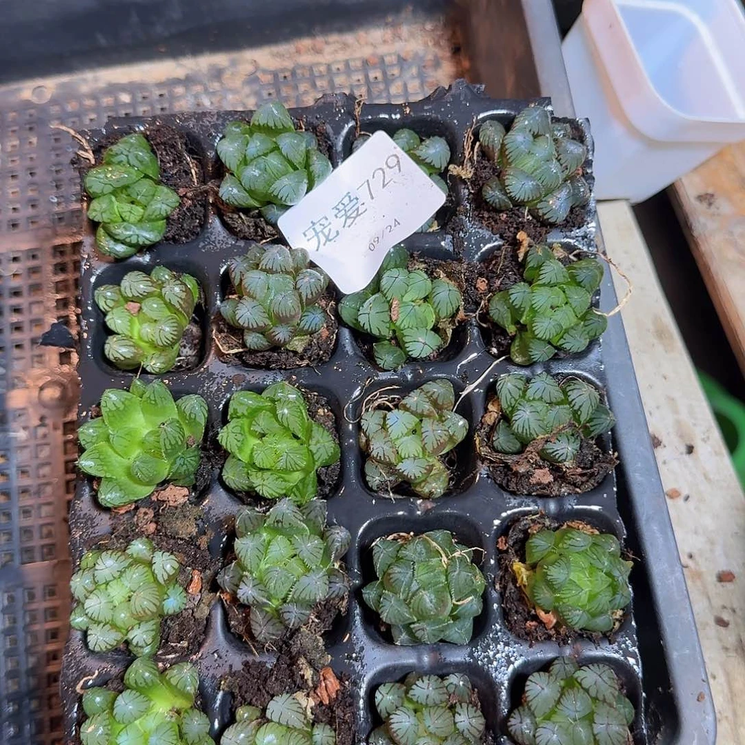 直播福利不售后729