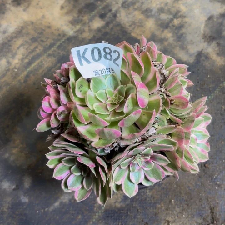 瑞妈多肉植物082…