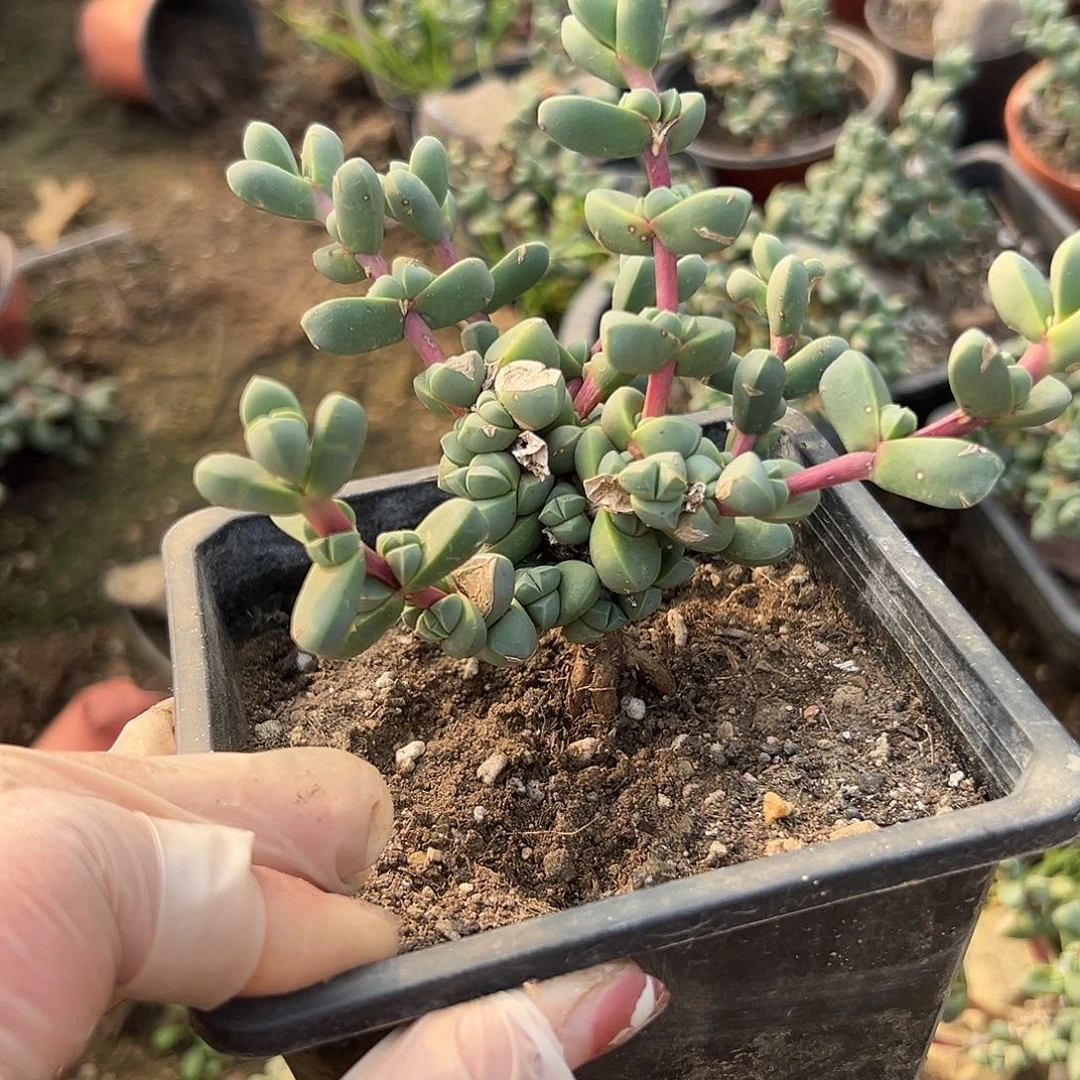 多肉植物鹿角海滩