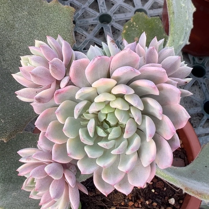 莱恩小精灵锦群生一物一拍