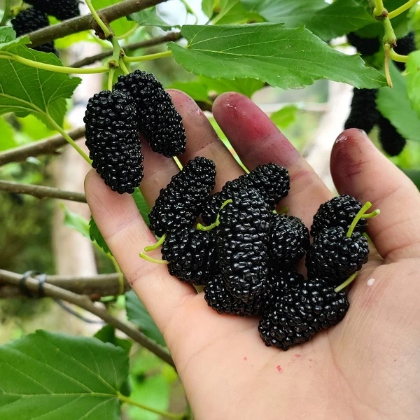 【顺丰包邮】鲜货桑椹无沙桑葚新鲜现摘新鲜水果孕妇泡酒酵素黑桑果