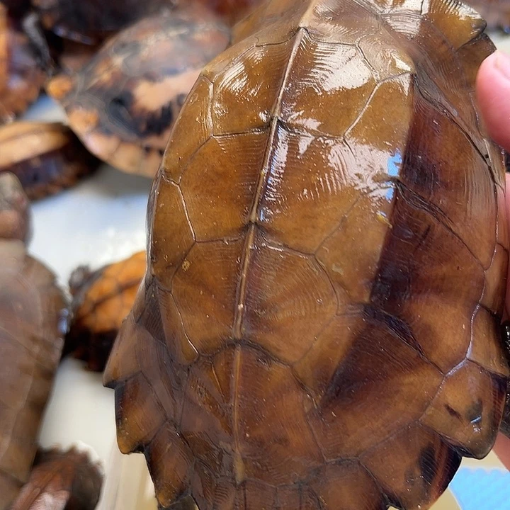 母宠物龟富*竹剧院龟