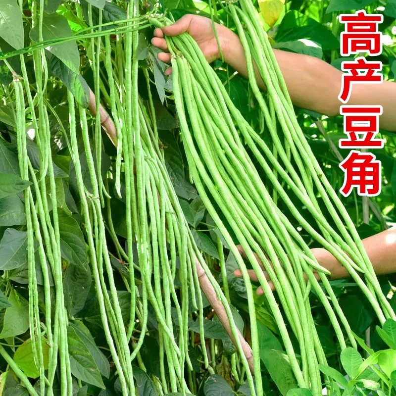 特大长豆角种子小五叶干枝梅种子耐热压塌架特长豆角豇豆春秋种