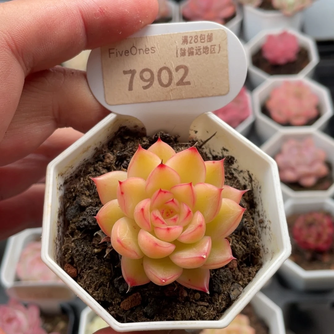 闪光7902-4.5厘米