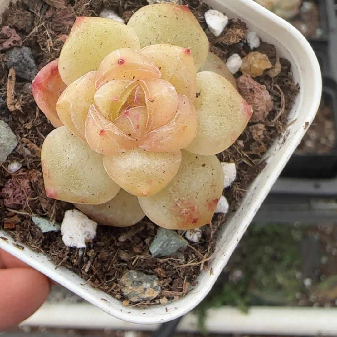 多肉小卡拉米糖心一物一拍