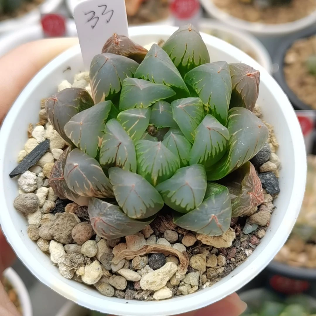 33号北极之光锦一物一拍带盆土发货