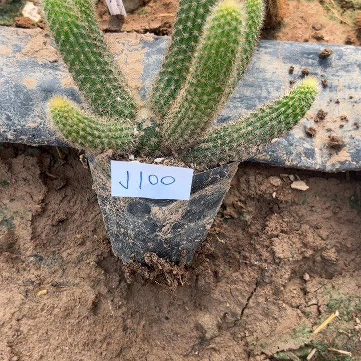 骁***活J100自根金妞小粉50