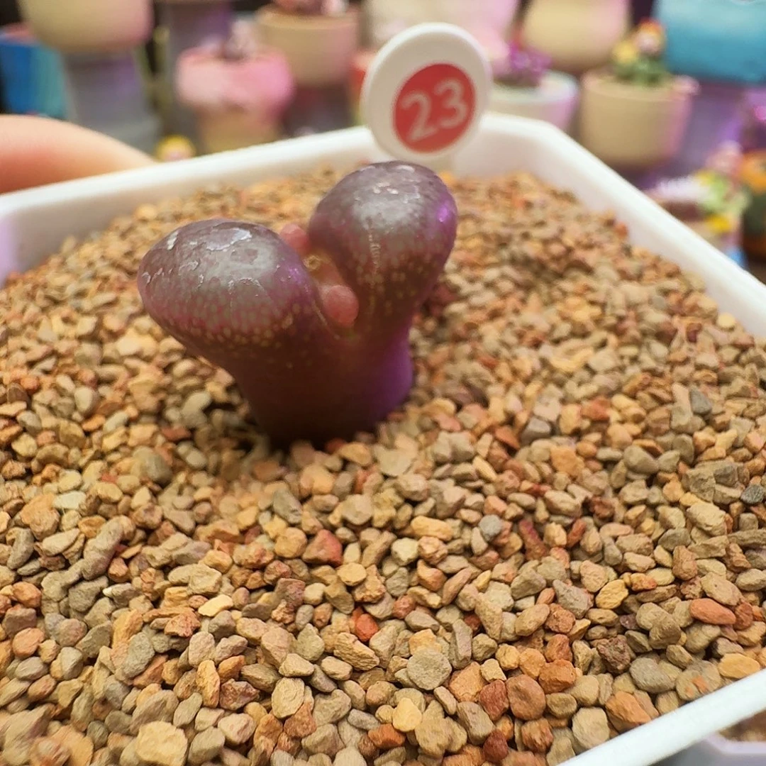 多肉植物特优红风铃23