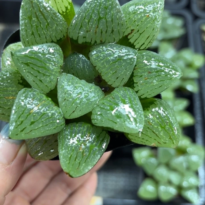 母本青指姬多肉植物