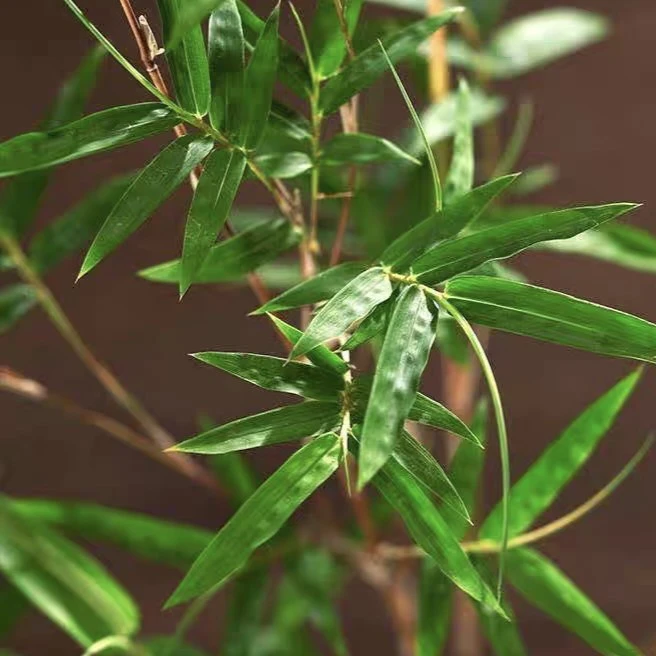 一物一拍绿植盆栽盆景室内好养