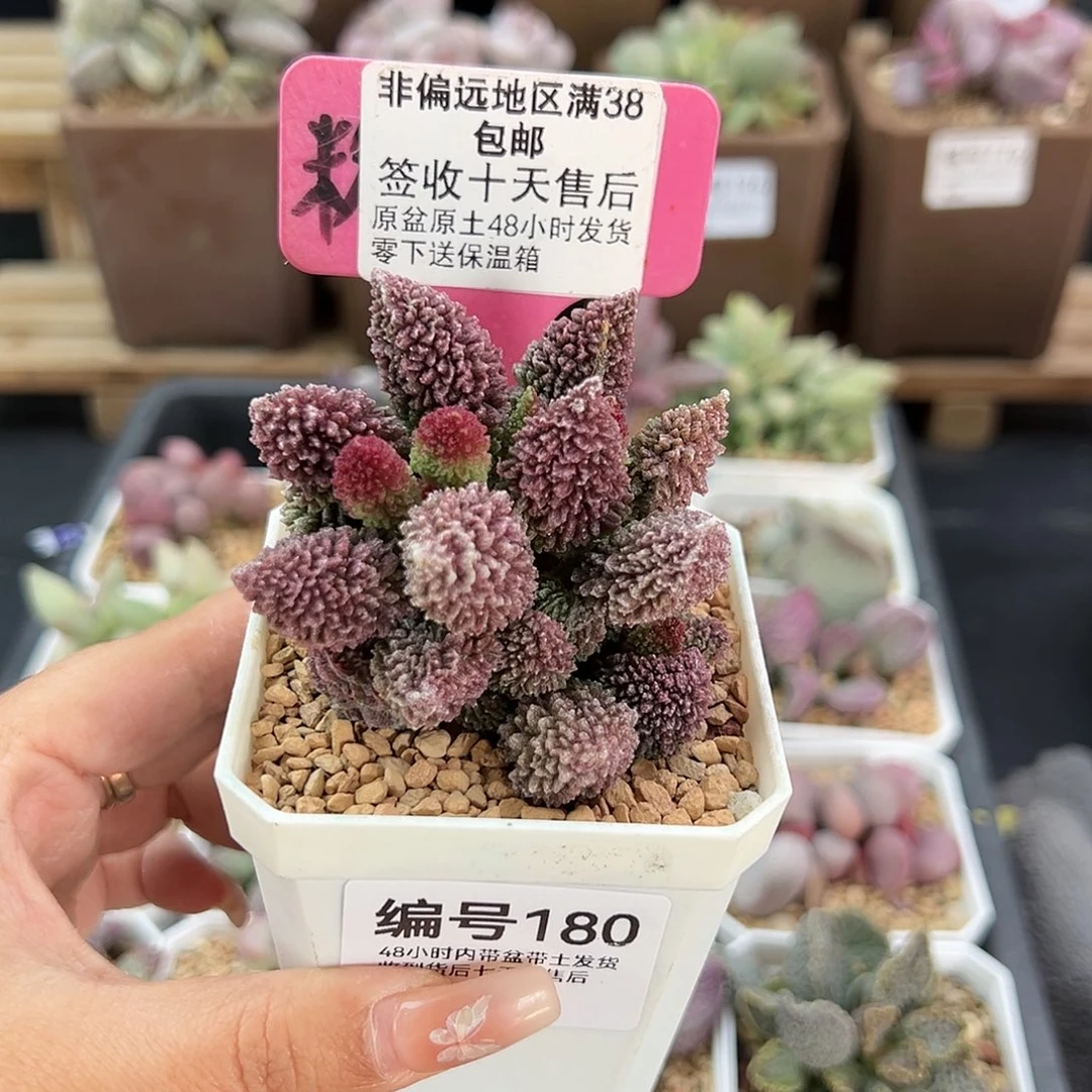 180朱紫玉多肉植物