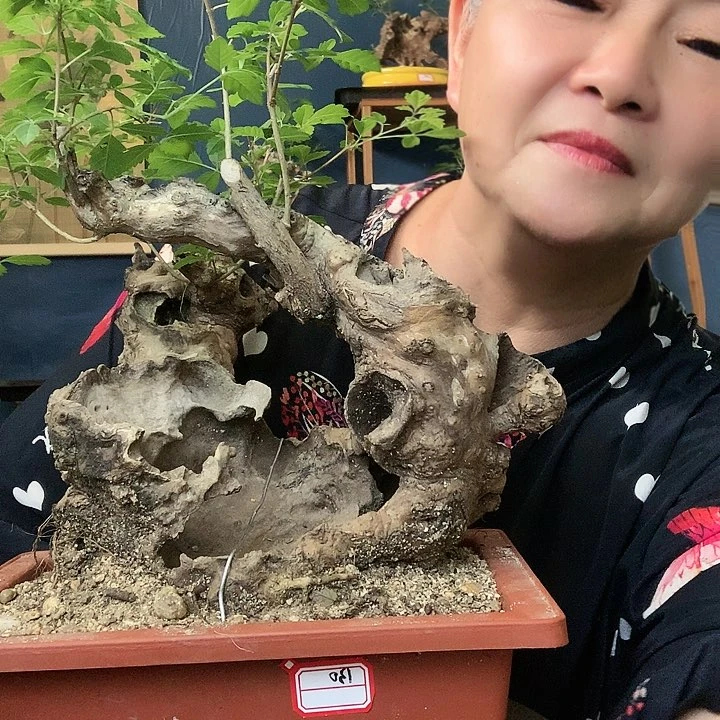 【闪购商品】完全开放黄荆