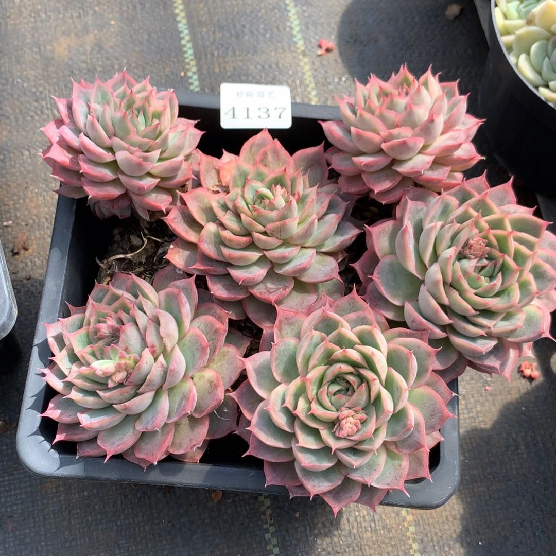 4137杂交精品基地18厘米