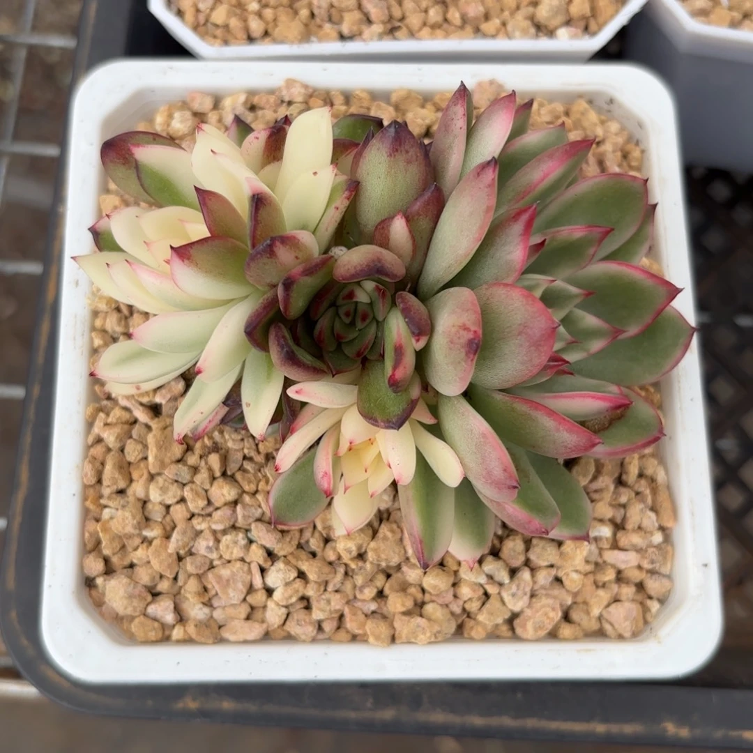 落雁锦群一物一拍