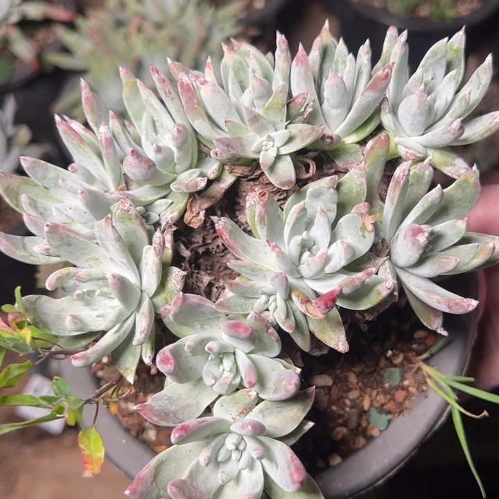 423苹果叶杂交g哈哈哈哈哈