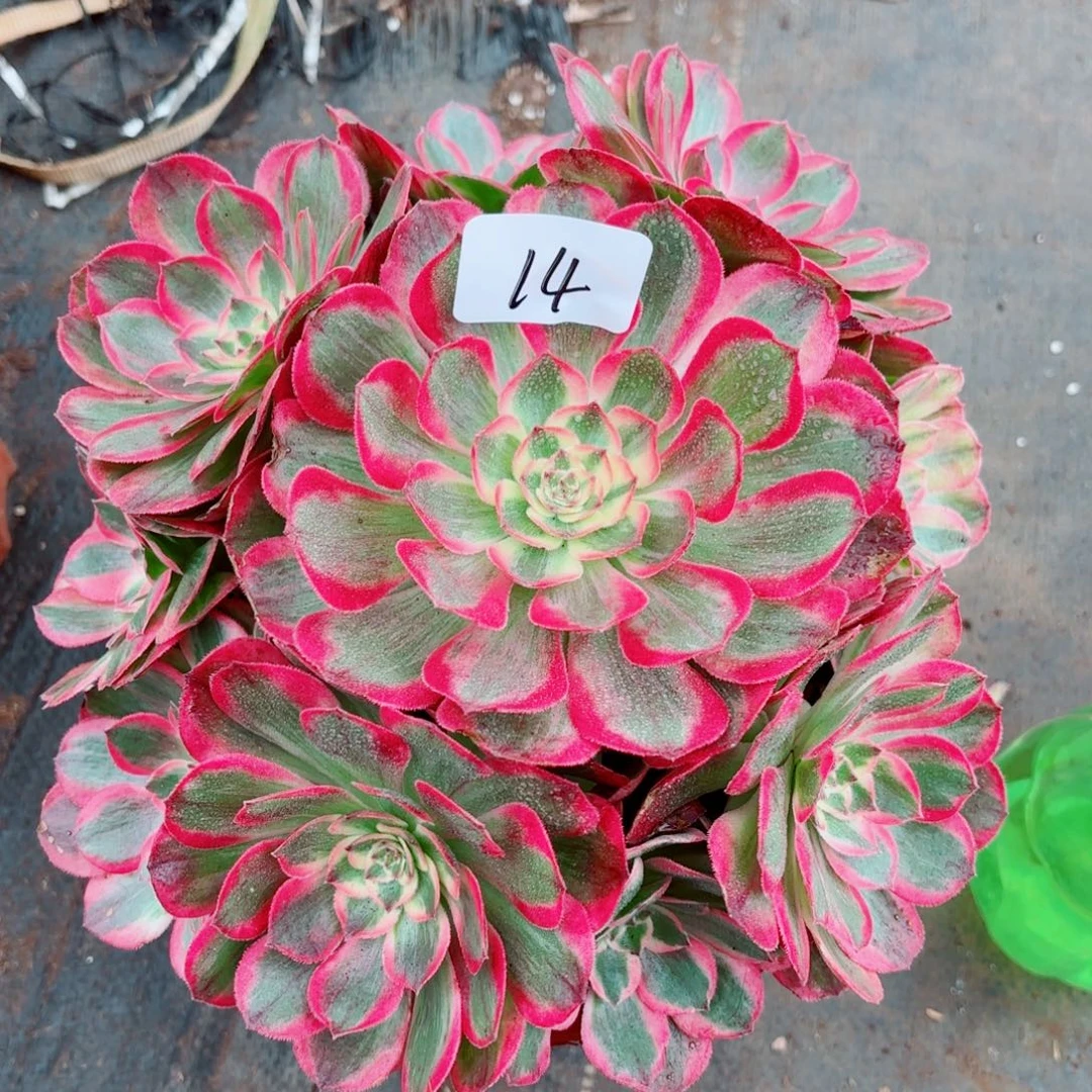 一物一拍多肉法师14