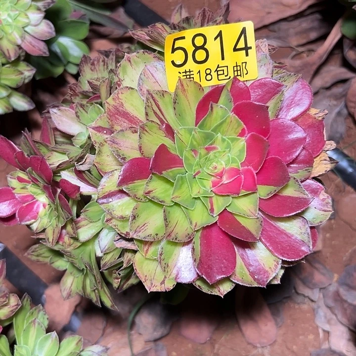 814 知否无根多肉法师锦