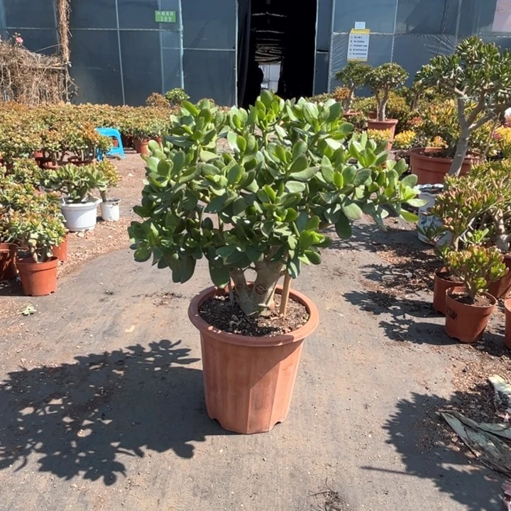 5年青叶玉树 带土球发货