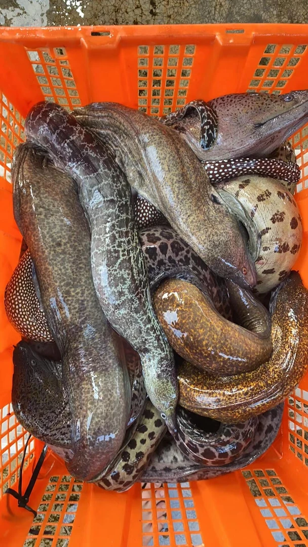 【鑫荣】广东湛江深海捕捞新鲜海鳗多种鳗鱼可选新鲜美味海鲜水产