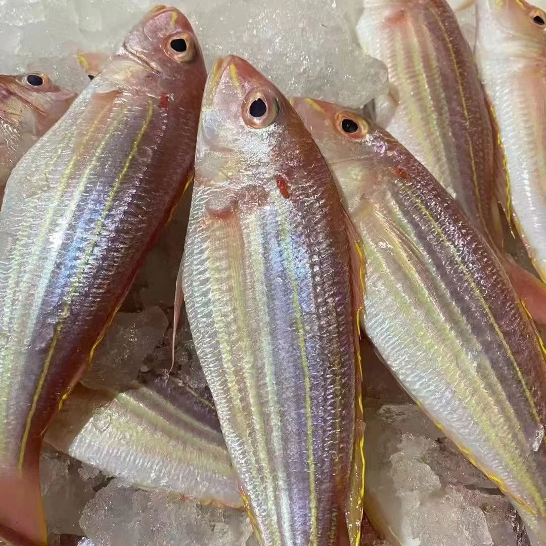 广东新鲜海鲜金丝鱼【1斤4-6条，到手4斤】