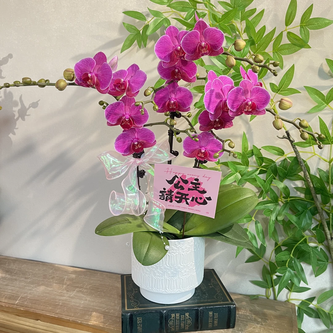 蝴蝶兰《梦叶罗丽》紫色大红紫花期长 苗情好花期长好养  基地直发