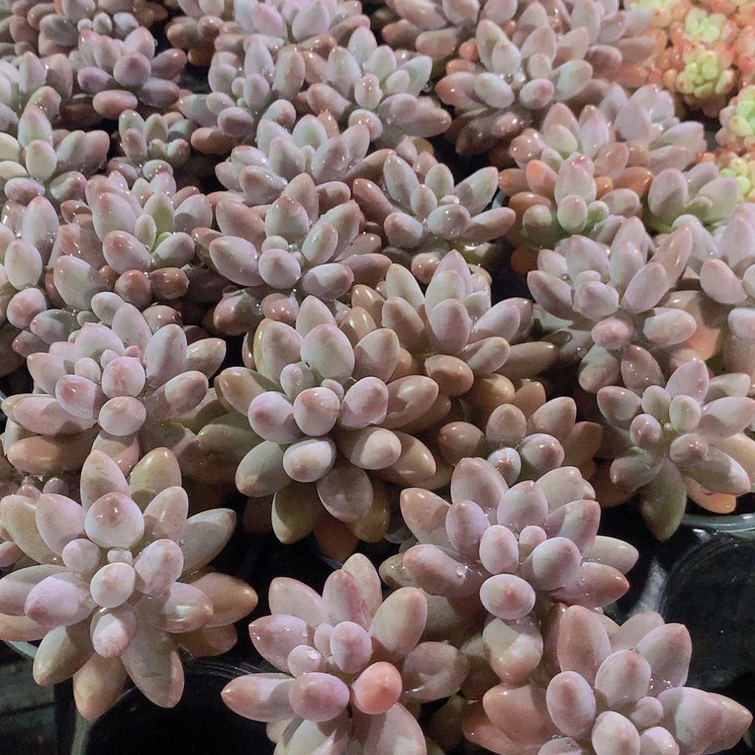 汤圆34日789元00000000