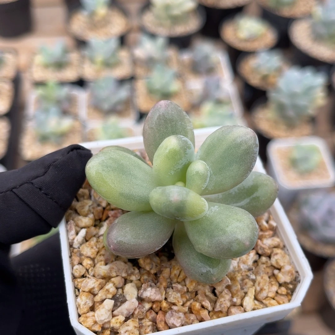 奶酪锦一物一拍不支持退换