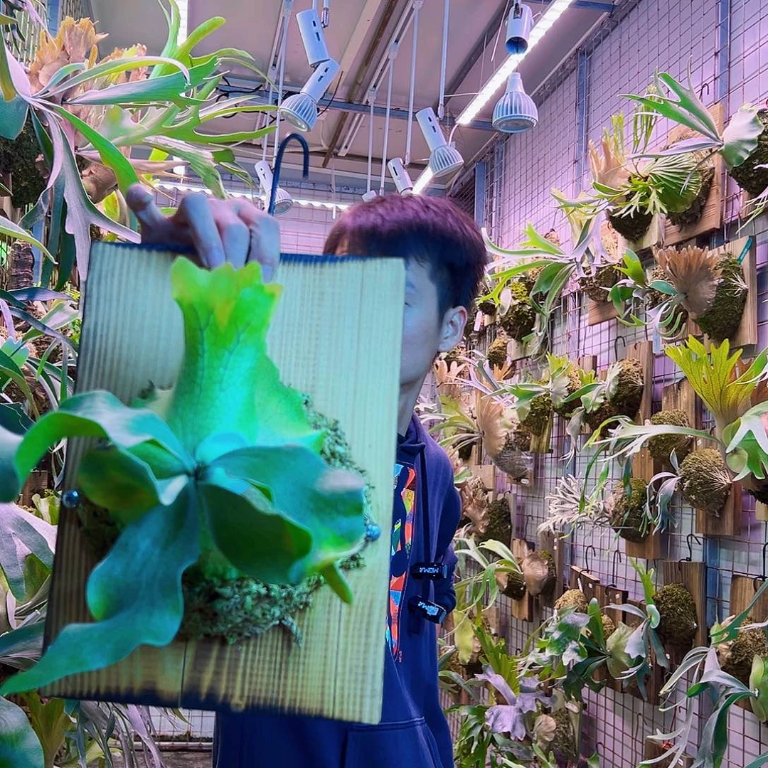 无花朵银华000000