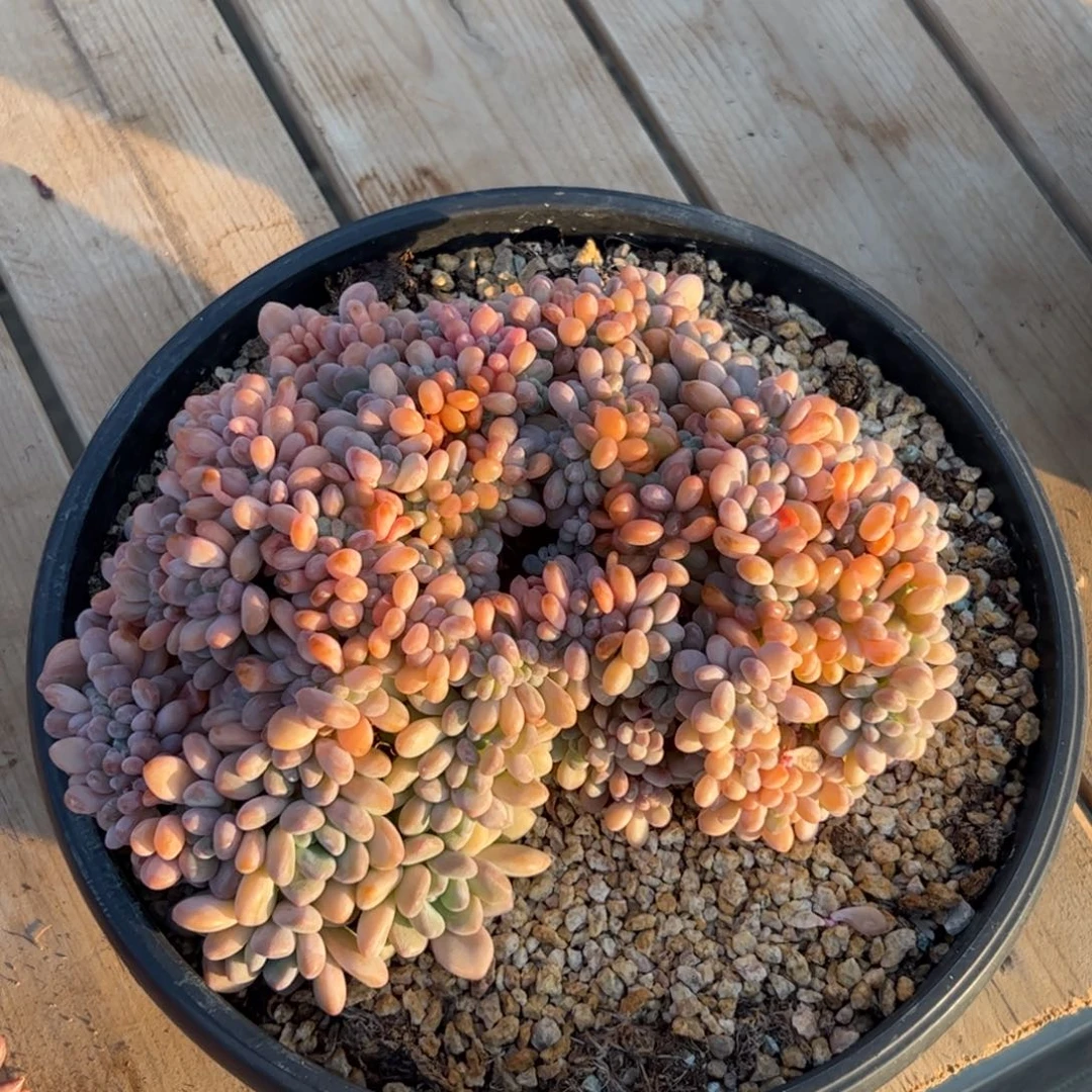 木糖醇缀化z z z z z z z z z z