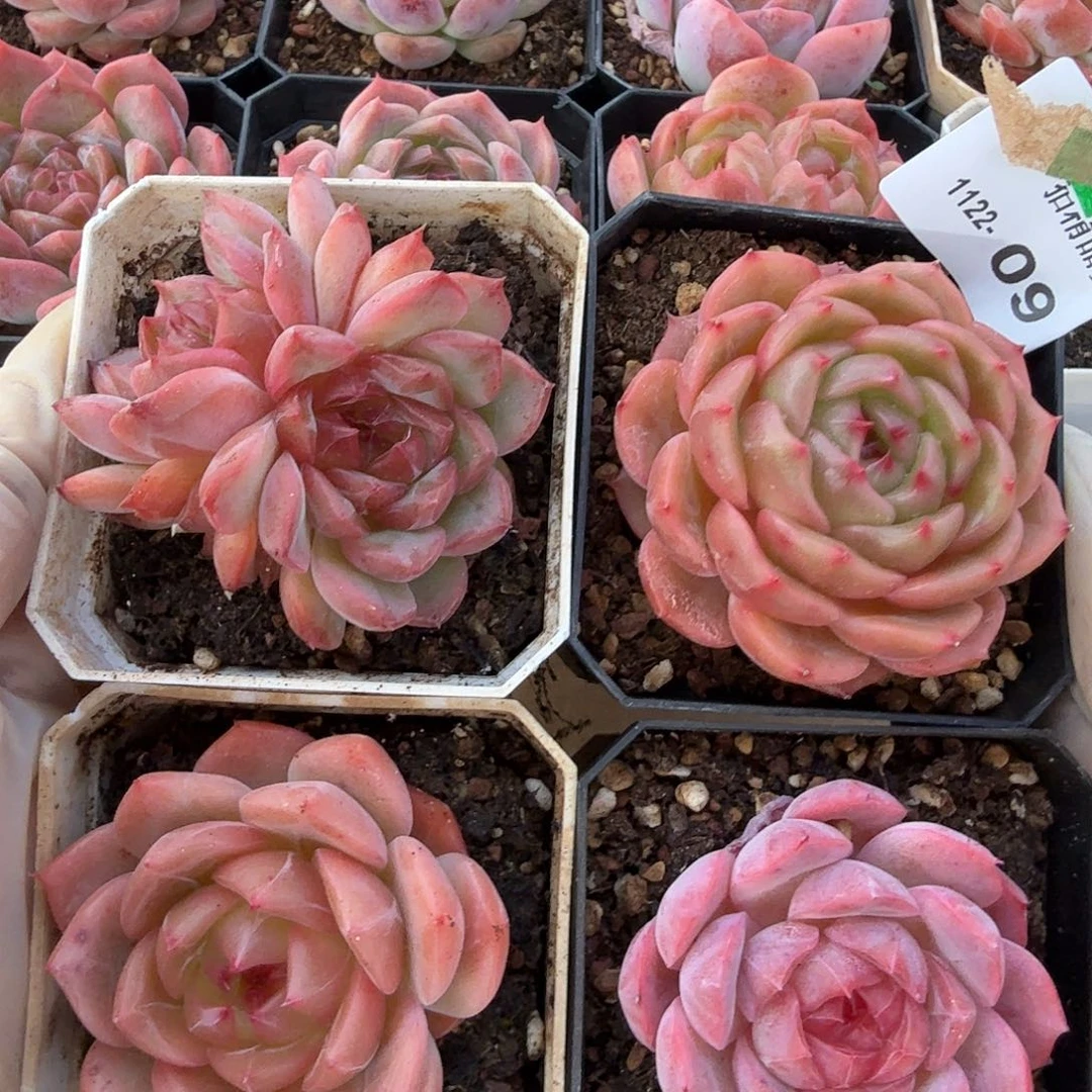 1122-09四颗多肉组合