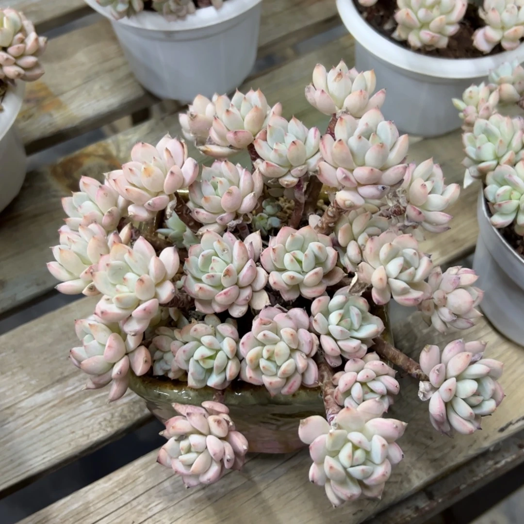 香妃18 零零多肉植物