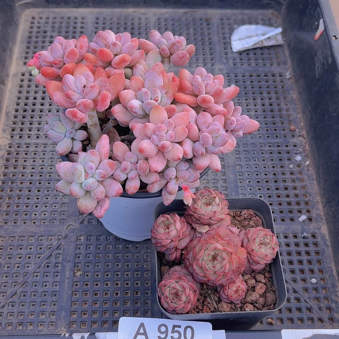 多肉950多肉植物