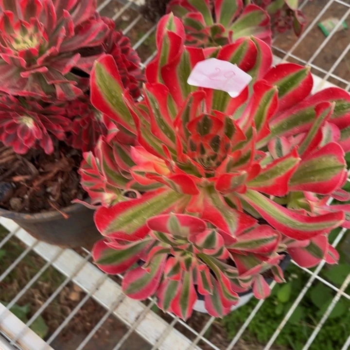 云南水蜜桃好看29号