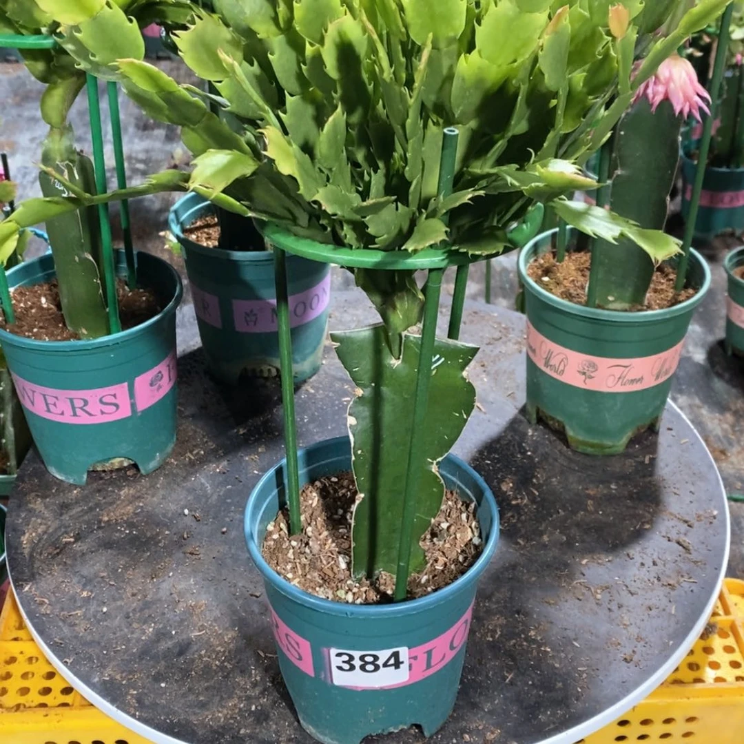 【闪购商品】当前无花朵，栽培后可花朵周*寅384嫁接011