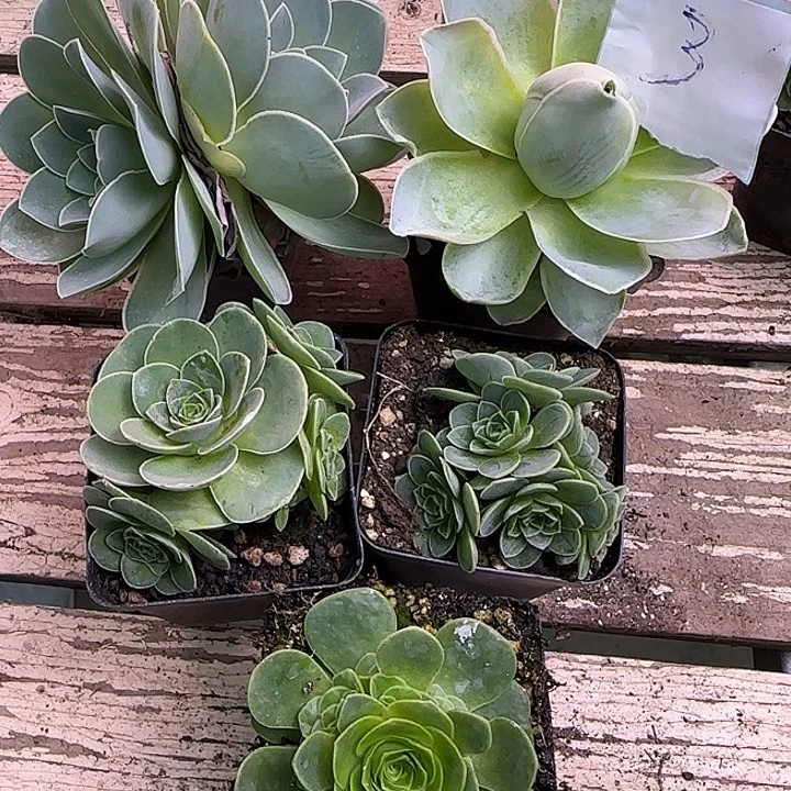 山地玫瑰一物一拍带盆发3号