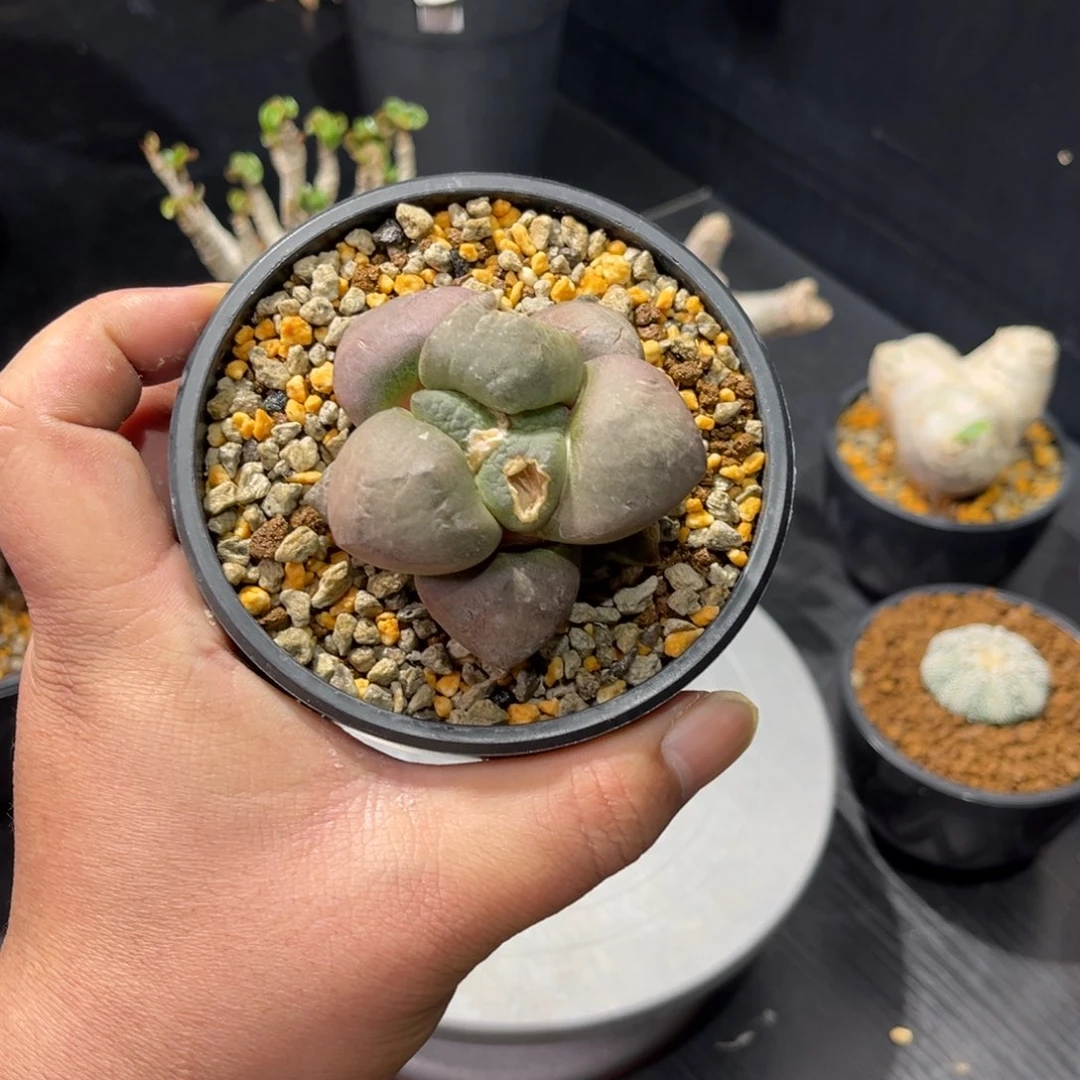 连山牡丹带盆包邮