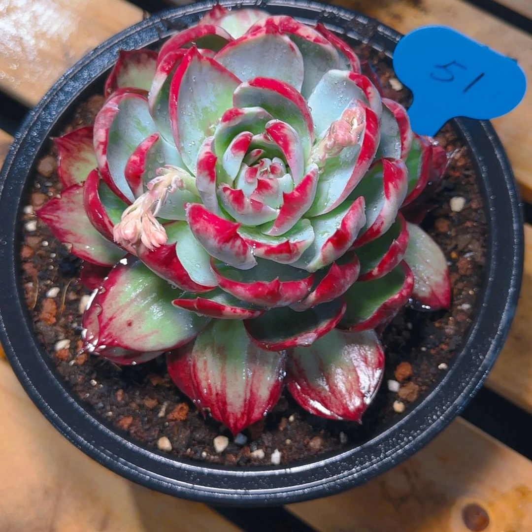 就****?惊鸿仙子一物一拍51号