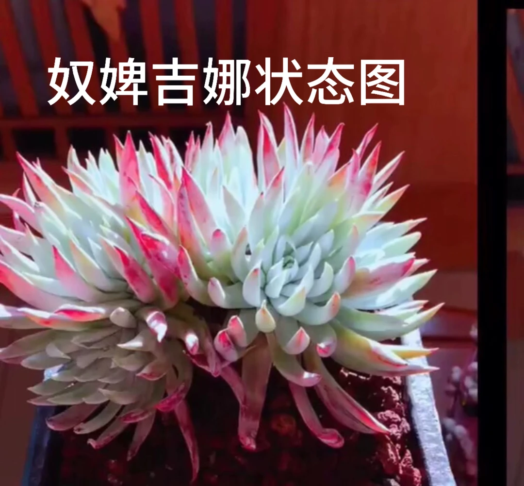 奴婢吉娜4年老庄出状态红色仙女杯类  冠幅20多厘米多肉植物